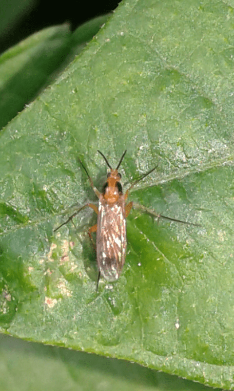 Mycetophilidae : Leia sp.? S, cfr. Leia fontana